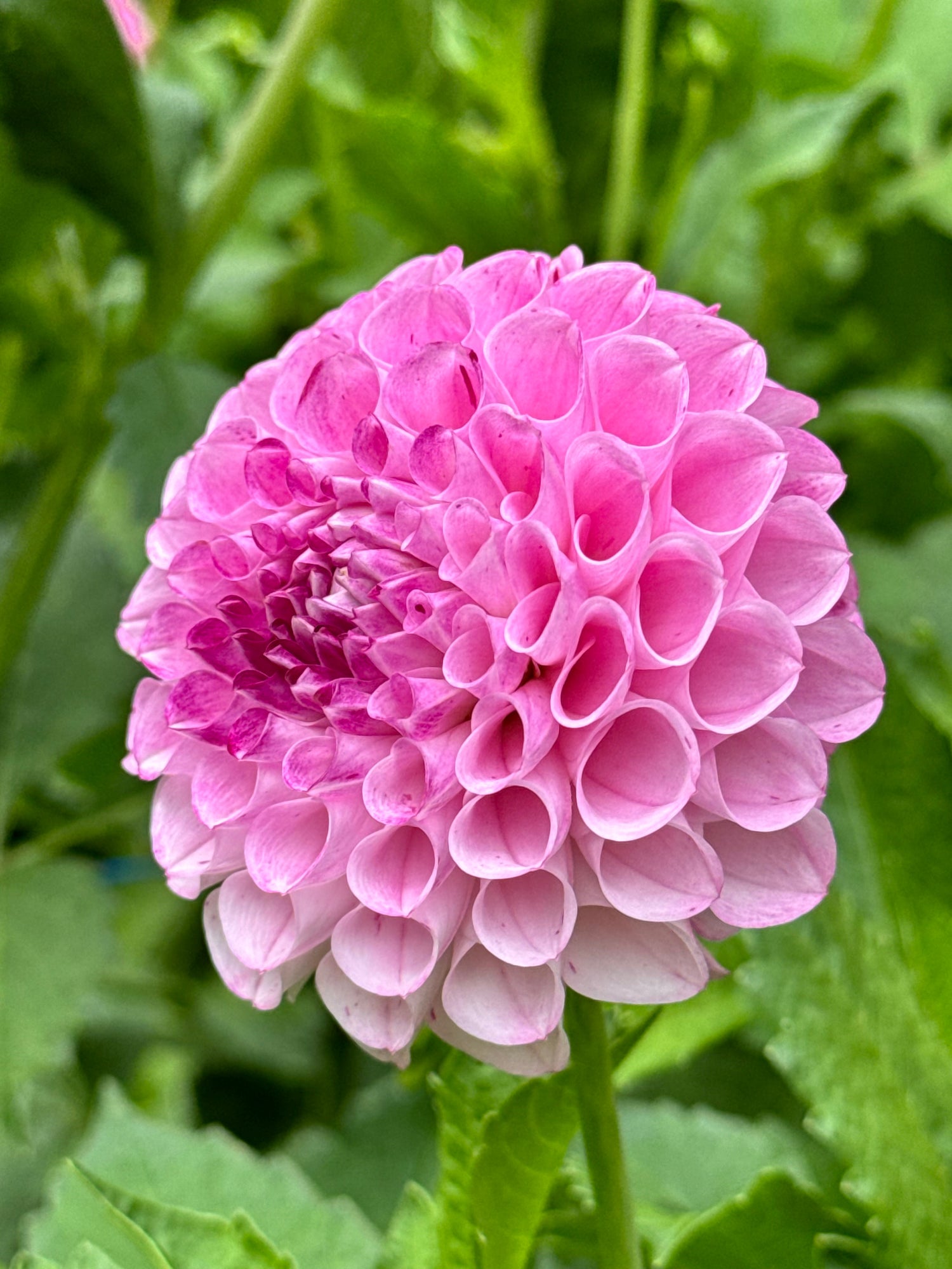 Dahlia - Genova