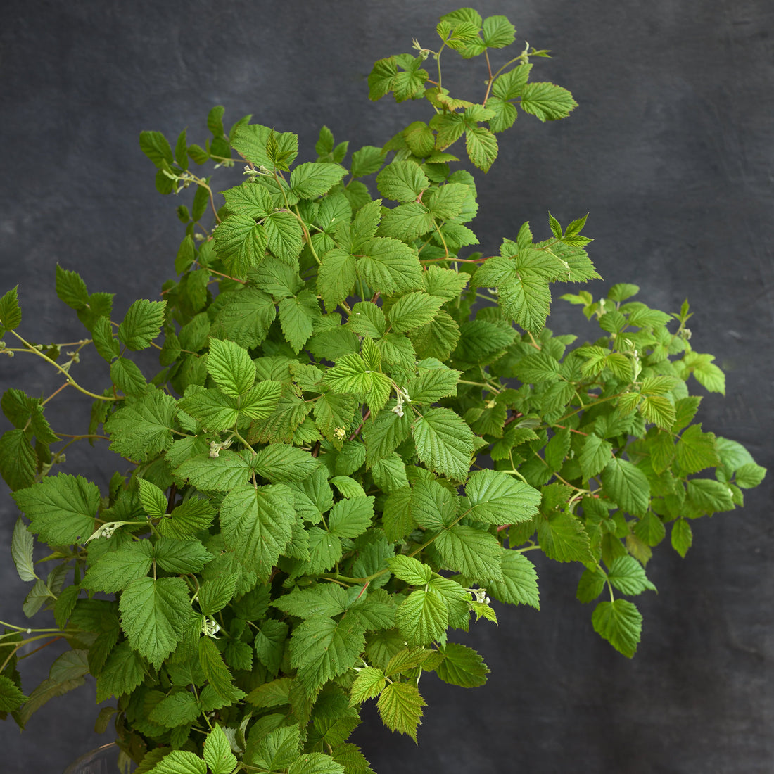 Raspberry foliage L