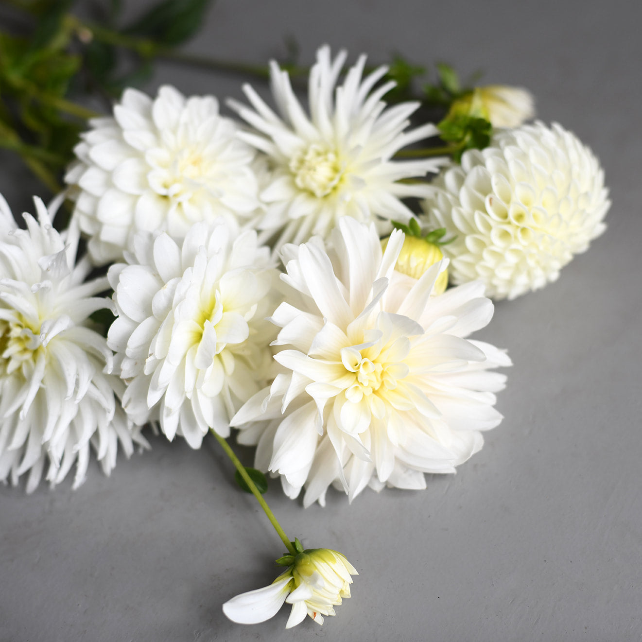 Dahlia fresh mix bunch (9 stems)