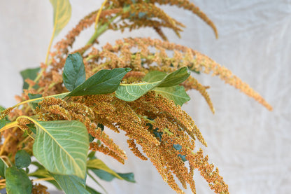 Amaranth - Hot Biscuits