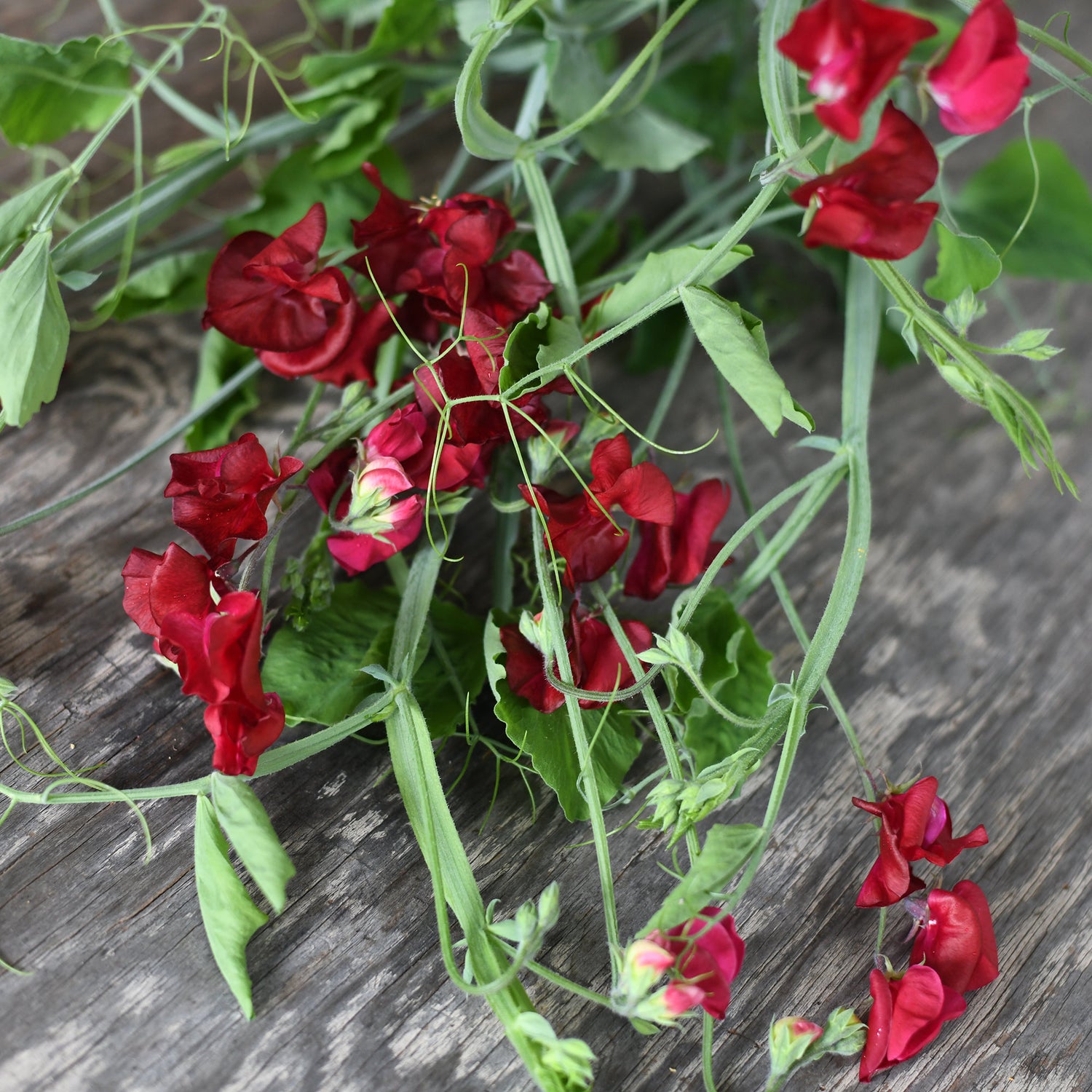 Sweet Pea, vining - Renown