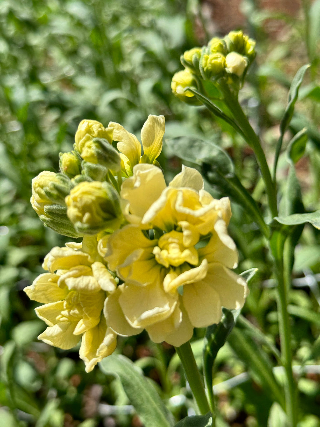 Stock - Katz Yellow (singles &amp; doubles)