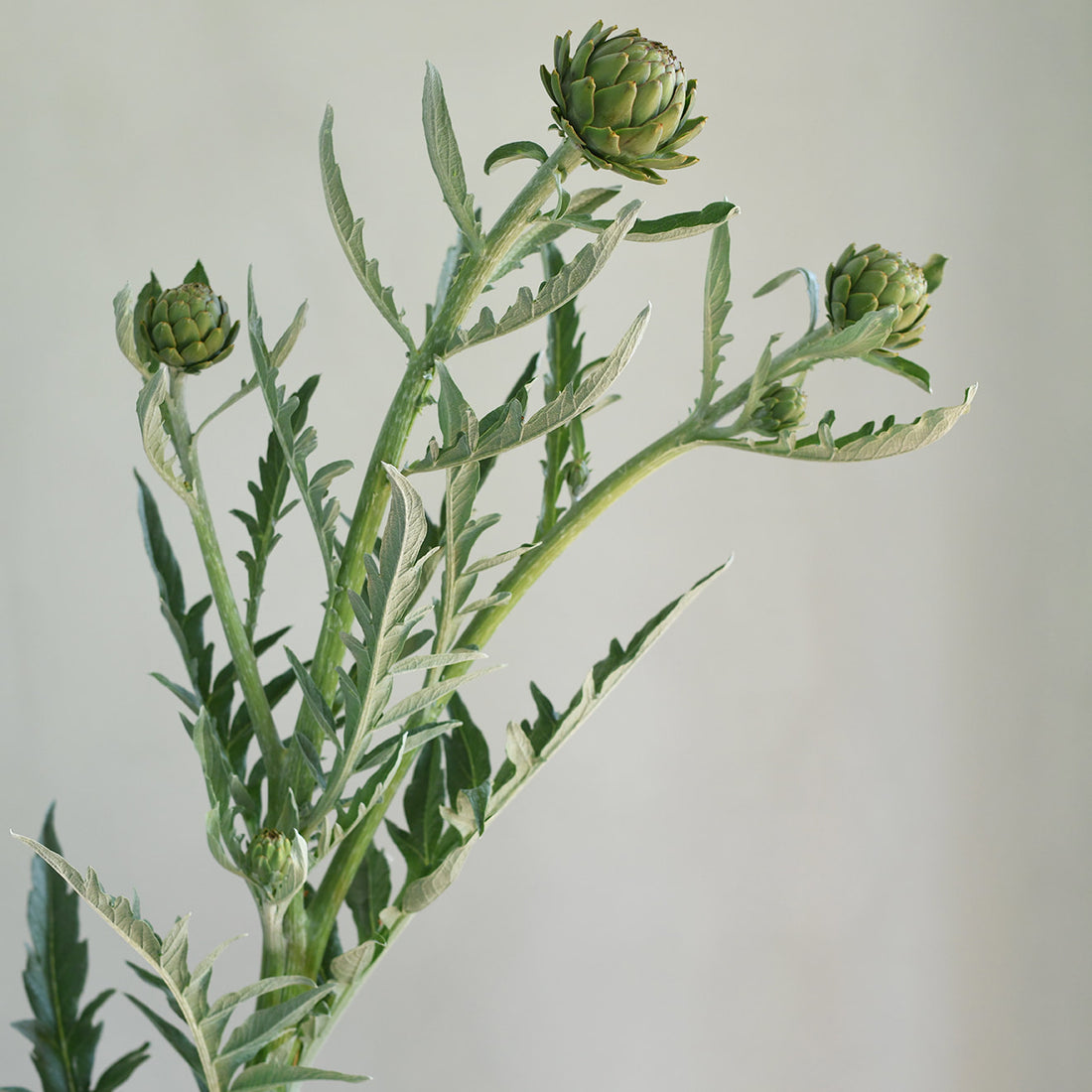 Cardoon Flower - XL