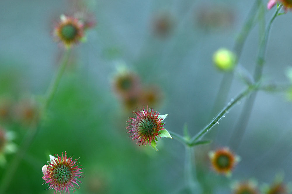 Geum - Totally Tangerine seed heads