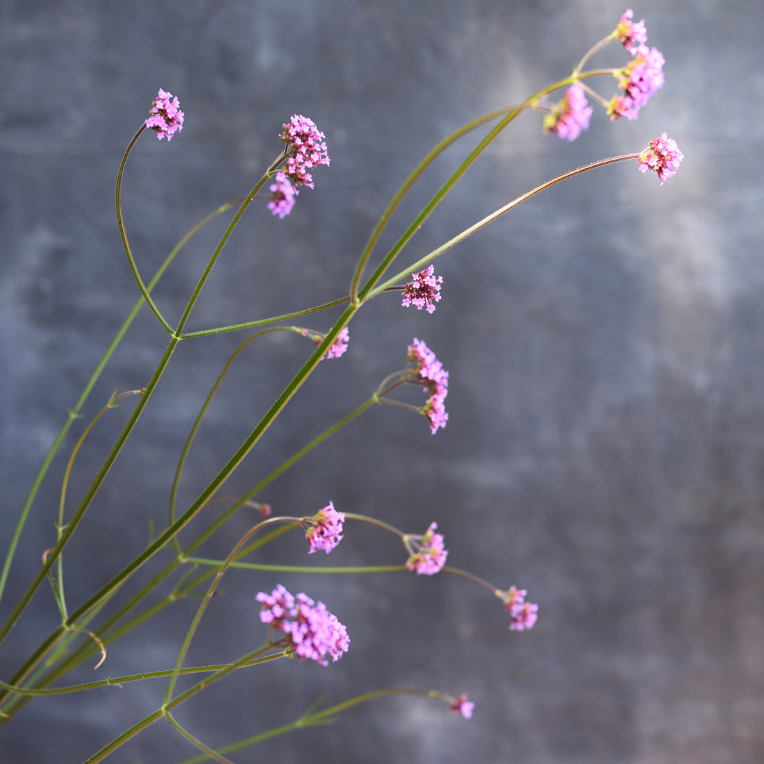 Verbena - Bonariensis