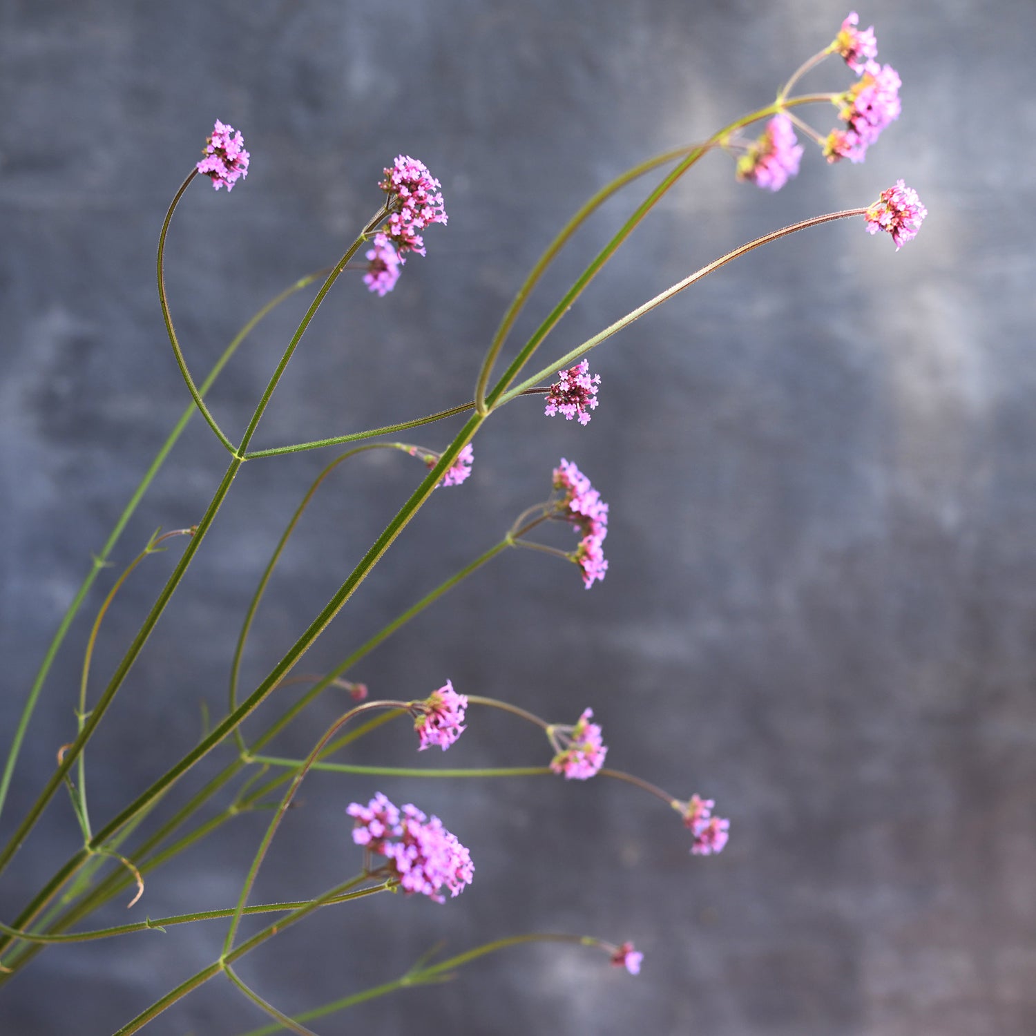 Verbena - Bonariensis