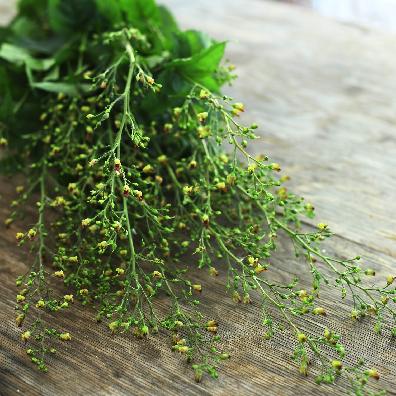 Figwort with pods