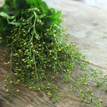 Figwort with pods