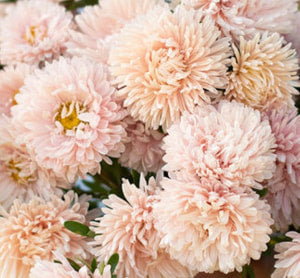 Aster - King Size Apricot