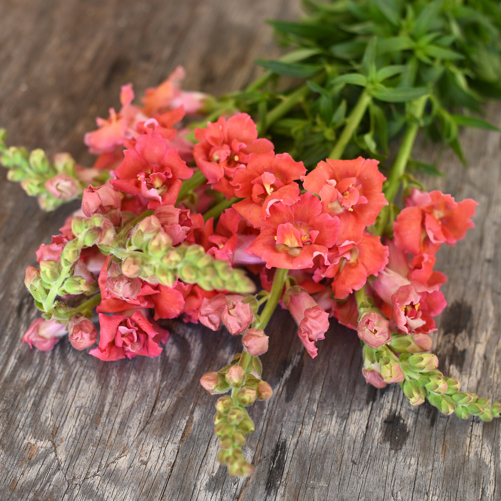 Snapdragon - Madame Butterfly Bronze