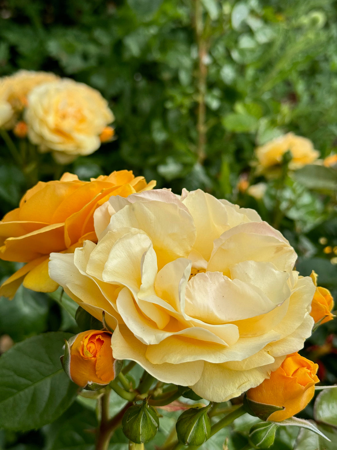 Rose - Julia Child