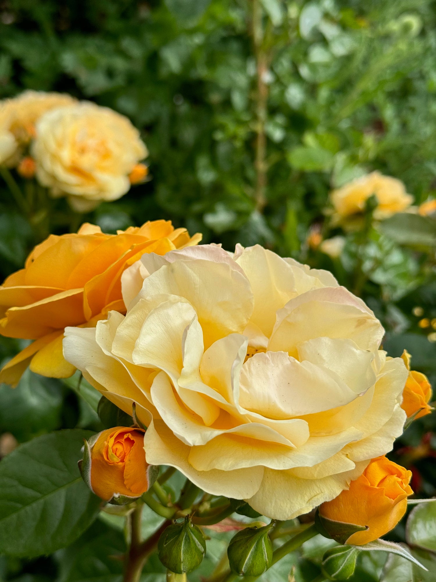Rose - Julia Child
