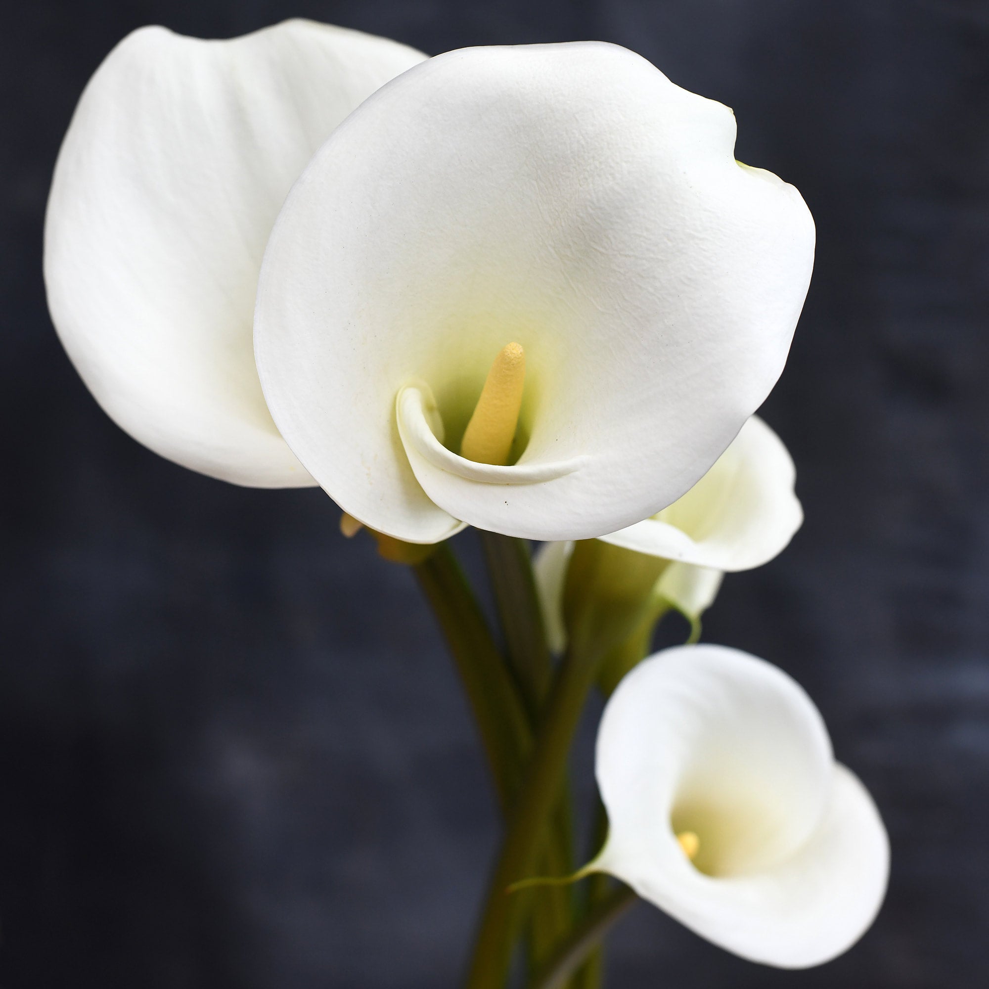Calla Lilies (3 stems)