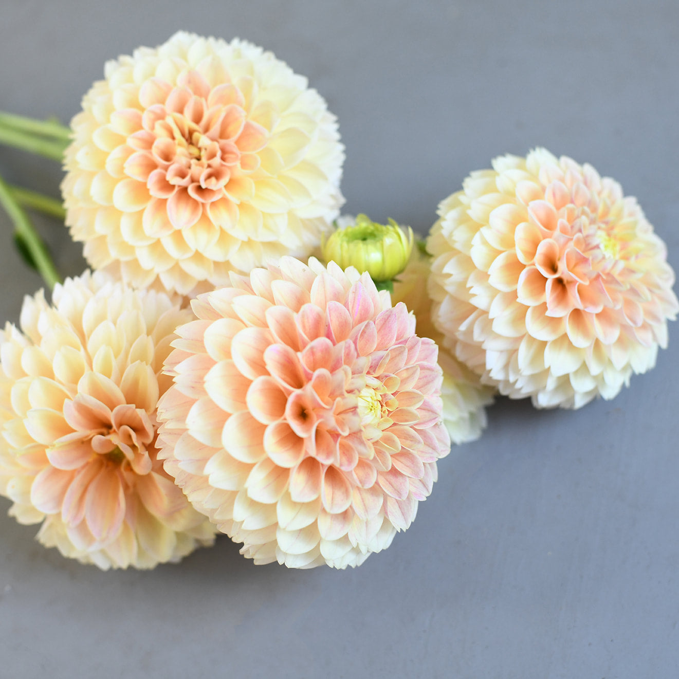 Dahlia - Ghislaine