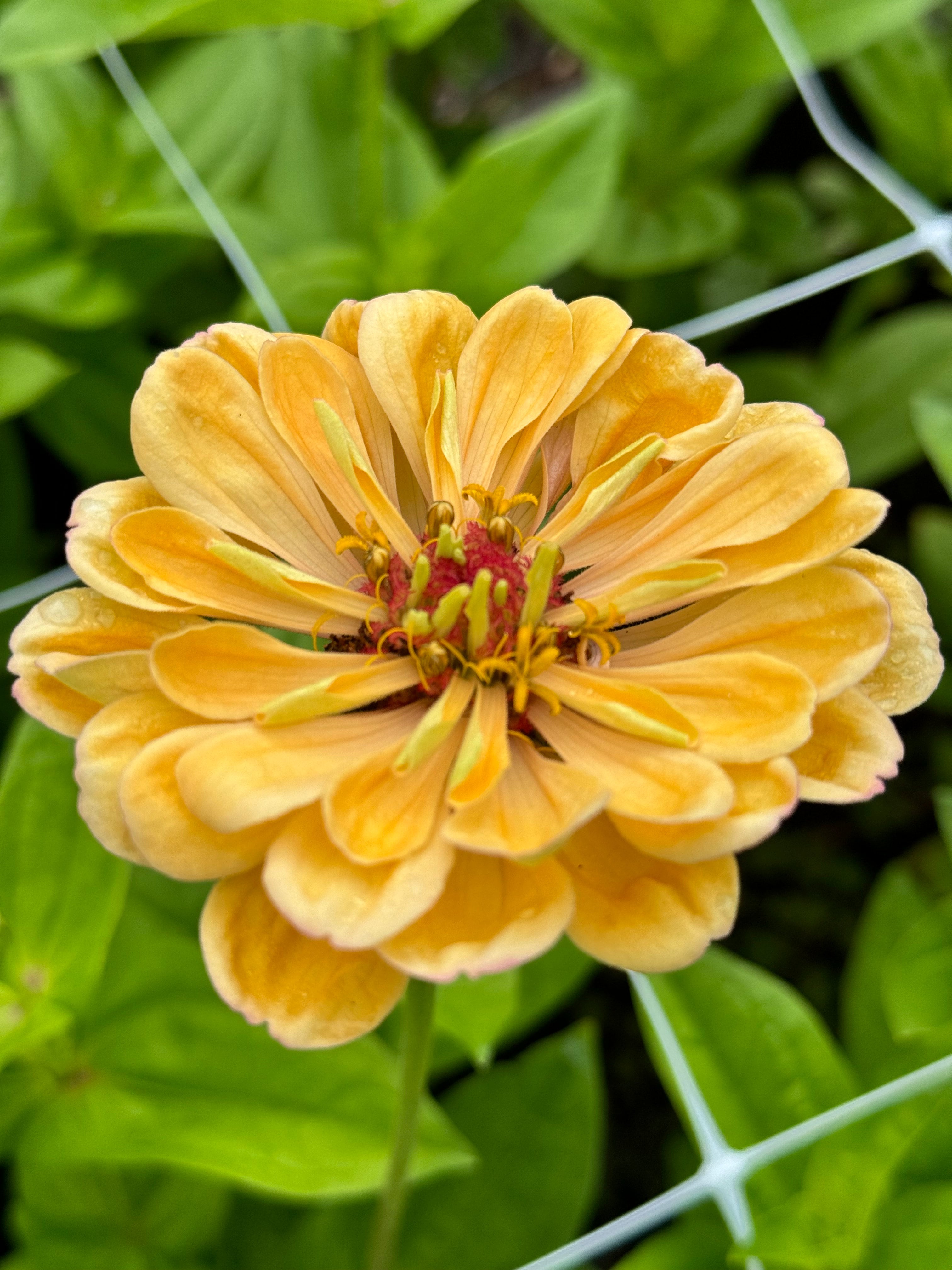 Zinnia - Golden Hour