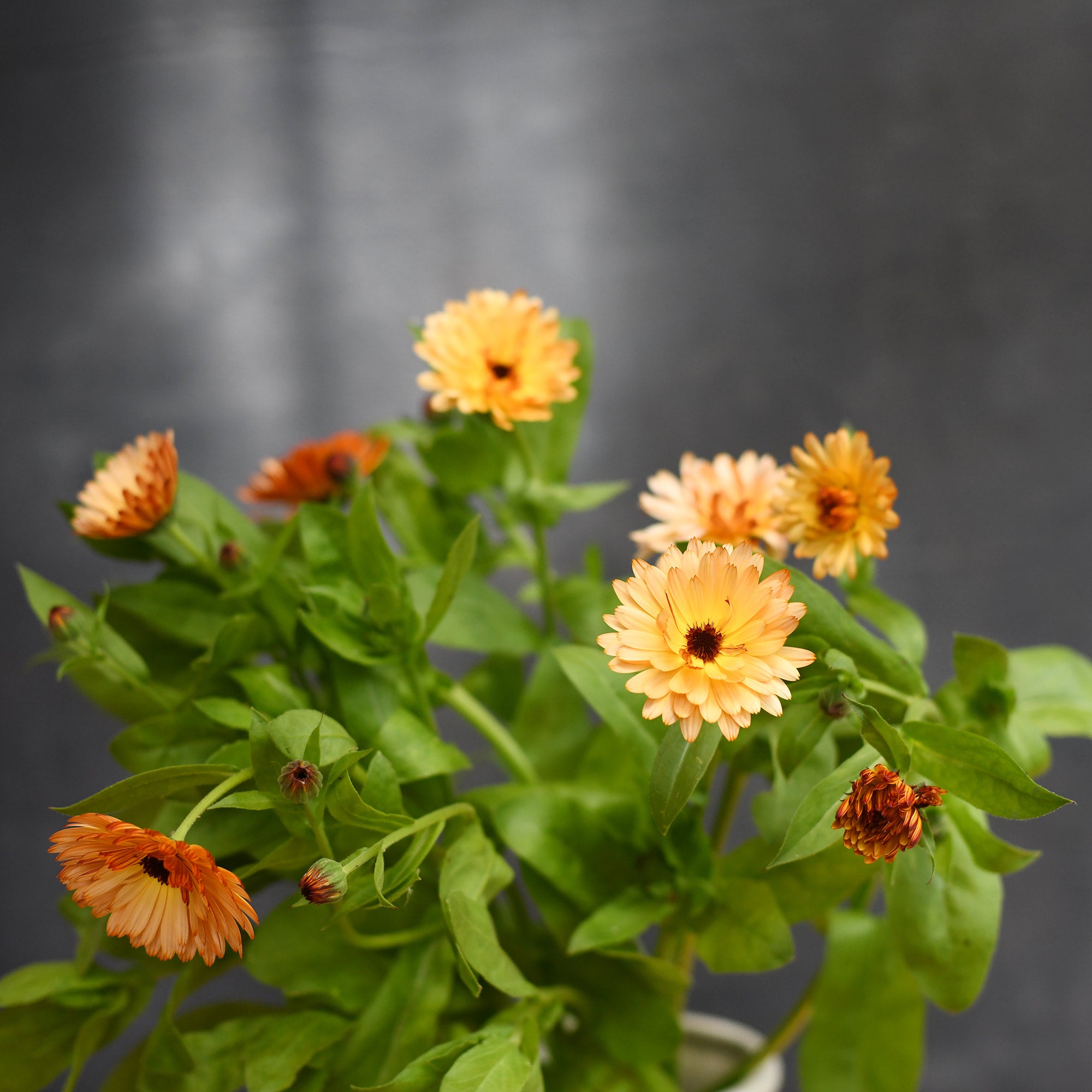 Calendula - Bronze Beauty