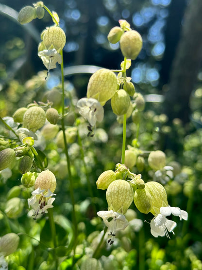 Silene