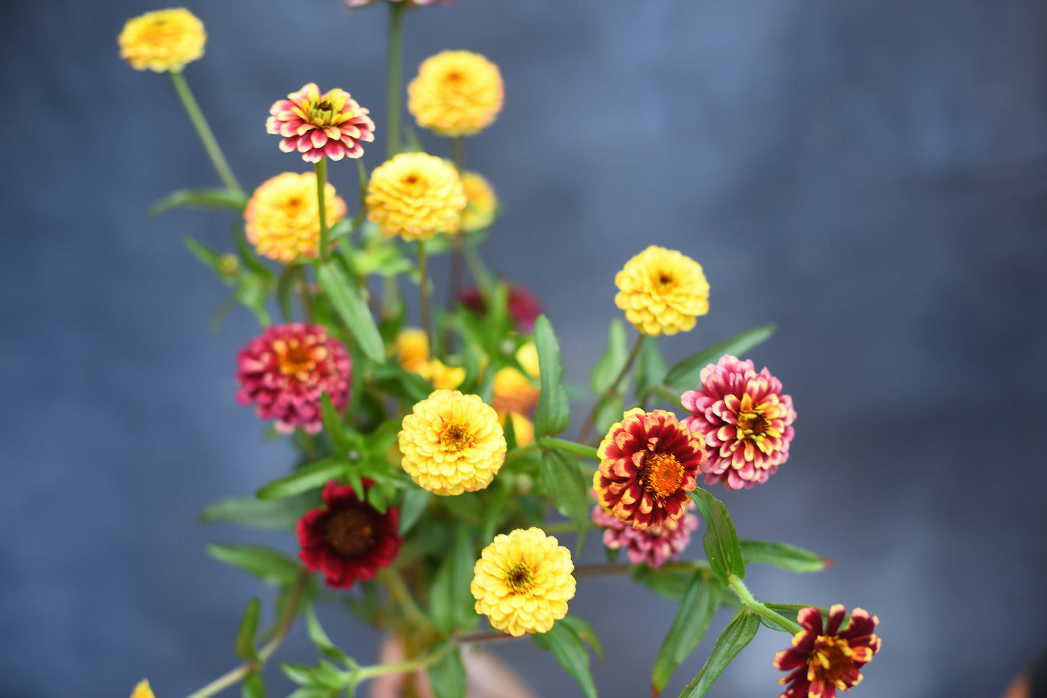 2025 Petite Posies Subscription - 6 Posies